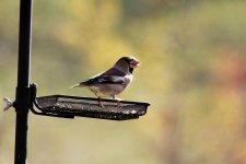 HAWFINCH 1.11.17.jpg