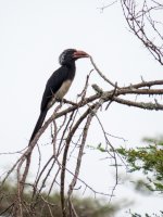 CrownedHornbill20170615_162210_0574.jpg