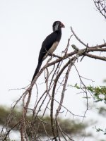 CrownedHornbill20170615_162212_0575.jpg