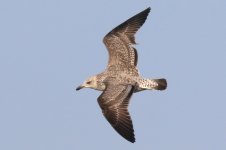 Taimyr Gull (07) - Copy.jpg