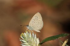 Sooty Blue rsa 3.jpg