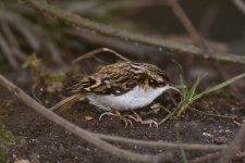 Probable Northern Treecreeper, S Dykes, Flamborough, 15 Feb 18 (A Hood) 1.jpg