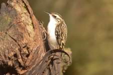 Probable Northern Treecreeper, S Dykes, Flamborough, 15 Feb 18 (A Hood) 2.jpg