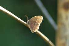 Squinting Bush Brown rsa 1.jpg