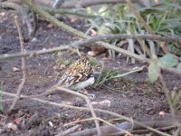 Probable Northern Treecreeper, S Dykes, Flamborough, 15 Feb 18, for BF.jpg