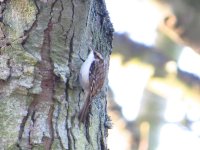 Treecreeper, S Landing, Flambro, 29 Dec 13 for BF.jpg