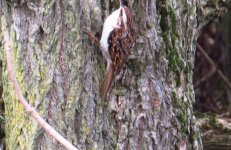 Treecreeper, Greenacres, Flambro, 20 Oct 13 for BF.jpg