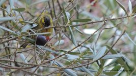 2018.01.19 Siskin.JPG