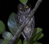 Sulawesi Scops Owl_180617a.jpg