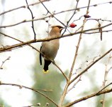 Waxwing go 2 one..jpg