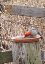 woodpecker drinking 12-26-17.jpg