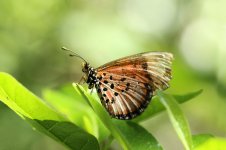 Blood-red Acraea rsa 1.jpg