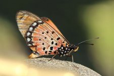 Natal Acraea rsa 1.jpg