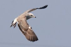 Taimyr Gull (01) - Copy.jpg