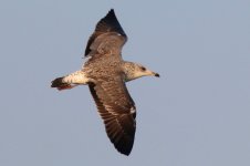 Taimyr Gull (02) - Copy.jpg