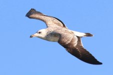 Taimyr Gull (08) - Copy.jpg