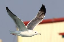 Taimyr Gull (06) - Copy.jpg