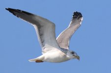 Taimyr Gull (07) - Copy.jpg