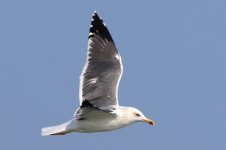 Taimyr Gull (04) - Copy.jpg