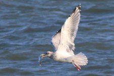 Vega Gull (04) - Copy.jpg