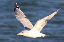 Vega Gull (01) - Copy.jpg