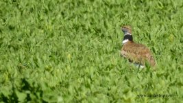 2018.03.22 Little Bustard.JPG