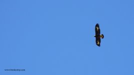 2018.03.22 Golden Eagle.JPG