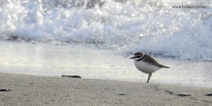 2018.02.22 Kentish Plover.JPG