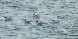 2018.02.22 Mediterranean Gulls.JPG