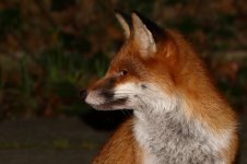 20171209 (57)_Red_Fox.JPG