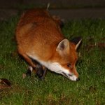 20171209 (58)_Red_Fox.JPG