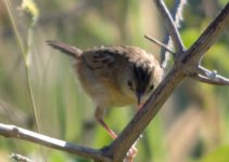 Unknown Grassbird Mar 25 18 IMGP8542.jpg