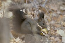 Eurasian Red Squirrel.jpg