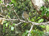 P1290530 Oma'o thrush singingcropret02red1600.jpg