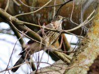 Hawk Cuckoo ID_1a.jpg