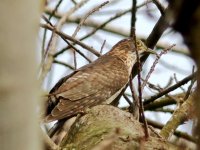 Hawk Cuckoo ID_1b.jpg