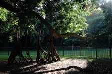 DSC09872 Giant Banyan @ Brisbane Botanic Gds.jpg