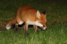 20180118 (3)_Red_Fox.JPG