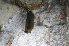 20180120 (1)_Whiskered_Bat.JPG