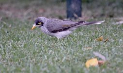 DSC09885 Noisy Miner @ Brisbane Botanic Gdns.jpg