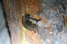 20180120 (3)_Natterers_Bat.JPG