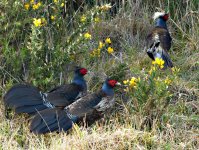 P1290575 Kalij Pheasants males cropret01.jpg