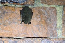 20180120 (11)_Whiskered_Bat.JPG