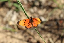 Fiery Acraea rsa 1.jpg