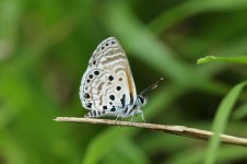 Topaz-spotted Blue rsa 3.jpg