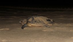 Loggerhead Turtle rsa 1.jpg