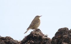 5189 Rock Pipit.jpg