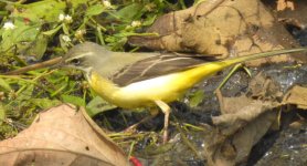 wagtail1.JPG