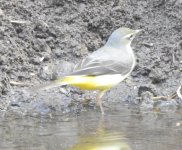 wagtail2.JPG