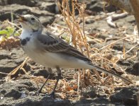 wagtail4.JPG